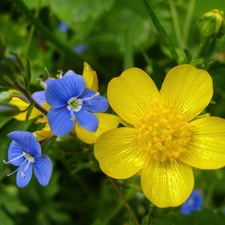 Flowers, Wildflowers