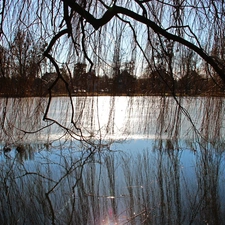 Willow, frozen, lake