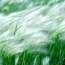 grass, Wind