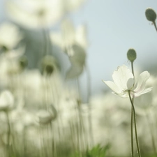 Snowdrop Windflower, Flowers, blur, White