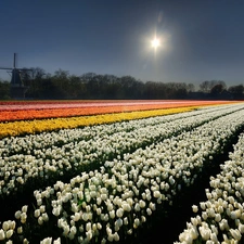 cultivation, sun, Windmill, tulips