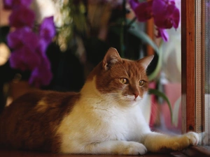 White-brown, cat, Window