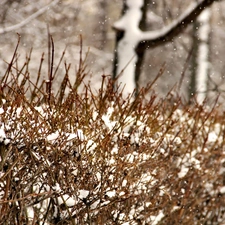 winter, Snowy, Bush