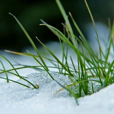 grass, snow, winter, blades