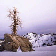 Mountains, trees, winter, Rocks