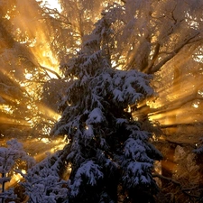 rays, spruce, winter, sun