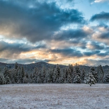 Sky, forest, winter, Mountains