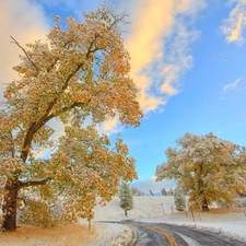 winter, Sky, trees, viewes, Way