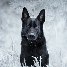 dog, winter, snow, German Shepherd