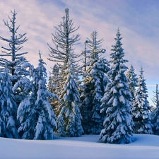 winter, Spruces, snow