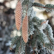 spruce, forest, winter, cones