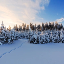 winter, Great Sunsets, viewes, snow, trees