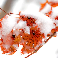 trees, Leaf, winter, Snowy