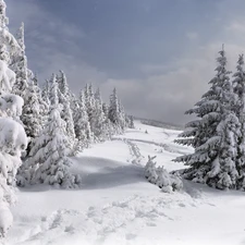 trees, Spruces, winter, viewes