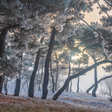 frosty, trees, grass, winter, pine, viewes