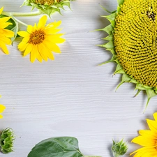 boarding, Nice sunflowers, Wood