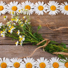 Flowers, Wood, daisy, White, chamomile