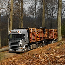 Wood, forest, Scania