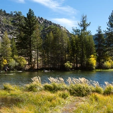 woods, River, Mountains