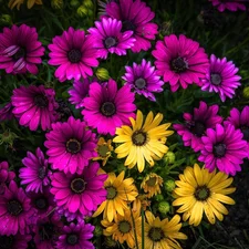African Daisies, Pink, Yellow