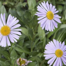 Alpine aster, White, Yellow