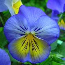 Yellow, pansy, blue