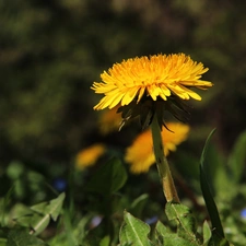 Colourfull Flowers, Common Dandelion, Yellow