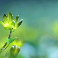 Colourfull Flowers, fig buttercup, Yellow