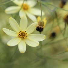 Flower, Coreopsis Verticillata, Yellow