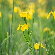 Flowers, Irises, blur, Yellow