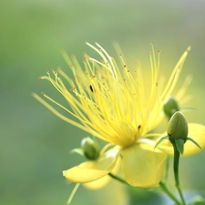 bud, Colourfull Flowers, St. John