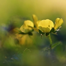 Colourfull Flowers, buttercup, Yellow