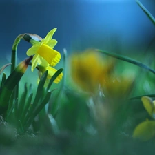 Colourfull Flowers, jonquil, Yellow