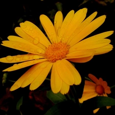 Garden, Coreopsis, Yellow