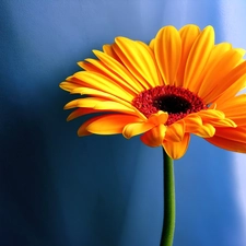 Yellow Honda, Gerbera