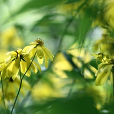 Flowers, Green-headed Coneflower, Yellow