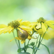 Rudbeckia, Flowers, snail, Yellow