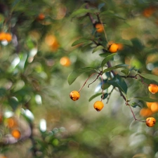 Fruits, Scarlet firethorn, Yellow