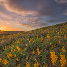 Yellow, lupine, clouds, VEGETATION, Sunrise, Meadow, The Hills, Houses