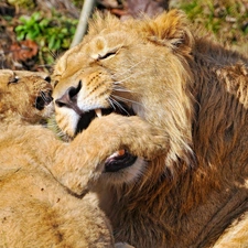 Two cars, mother, young, lions