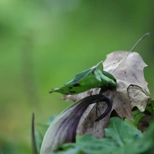 young, Leaf, dry