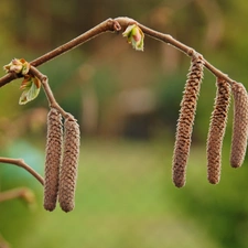 hazel, Spring, young, leaves, puss, twig