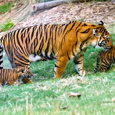young, tigress, mother