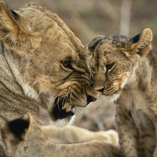 Lion, young