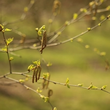 Twigs, birch-tree, young