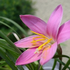 Colourfull Flowers, Zephyranthes rosea