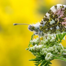 butterfly, Zorka